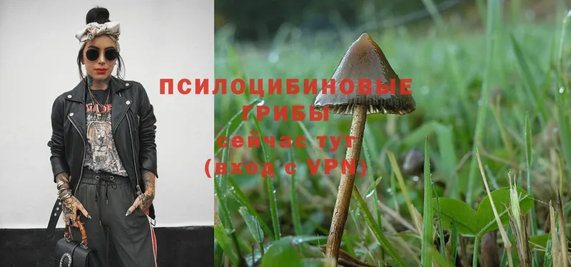 Галлюциногенные грибы Psilocybe  цена наркотик  Княгинино 